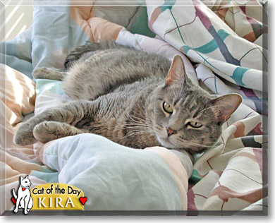 Kira, the Cat of the Day