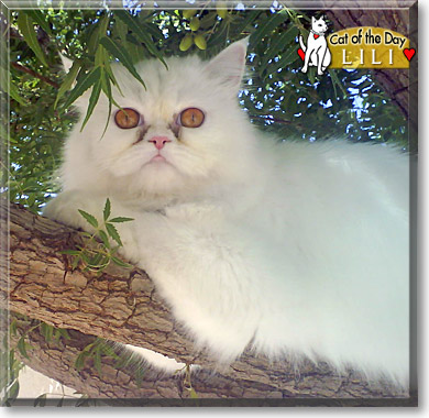 Lili, the Cat of the Day