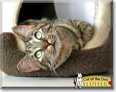 Flutter, the Cat of the Day