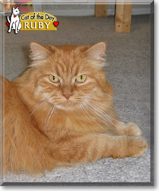 Ruby, the Cat of the Day