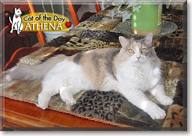 Athena, the Cat of the Day