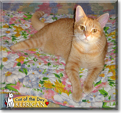 Kerrigan, the Cat of the Day