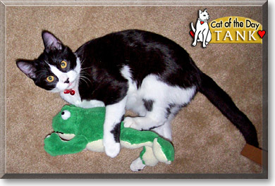 Tank, the Cat of the Day