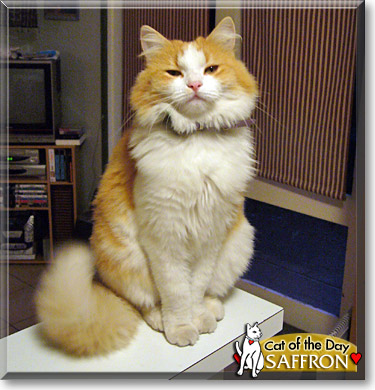 Saffron, the Cat of the Day
