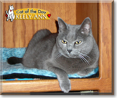 Keely-Ann, the Cat of the Day