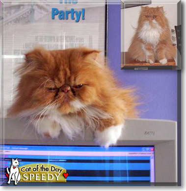 Speedy, the Cat of the Day
