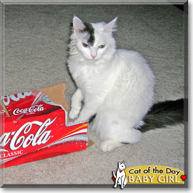 Baby Girl, the Cat of the Day