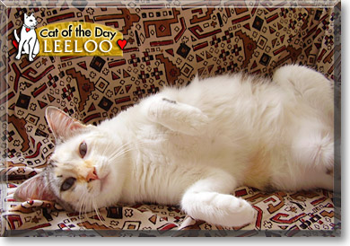 Leeloo, the Cat of the Day