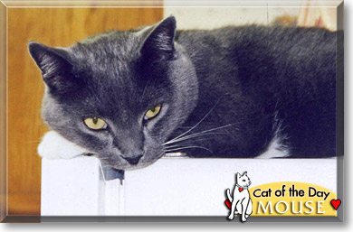 Mouse, the Cat of the Day