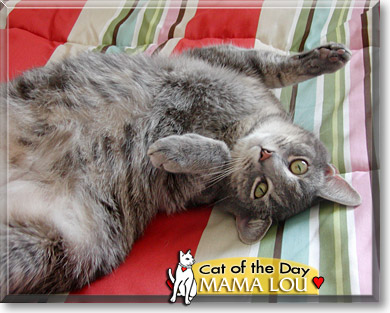Mama Lou, the Cat of the Day