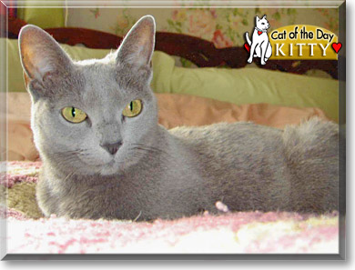 Kitty, the Cat of the Day