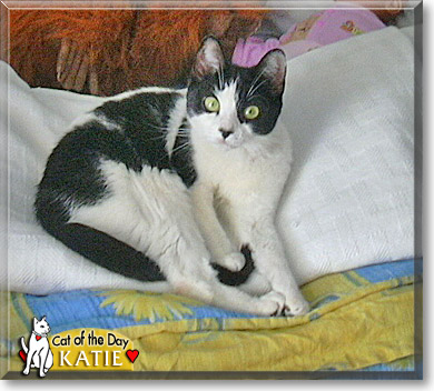 Katie, the Cat of the Day