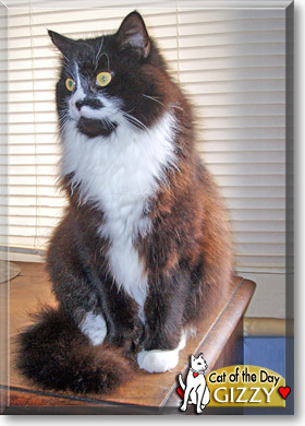 Gizzy, the Cat of the Day