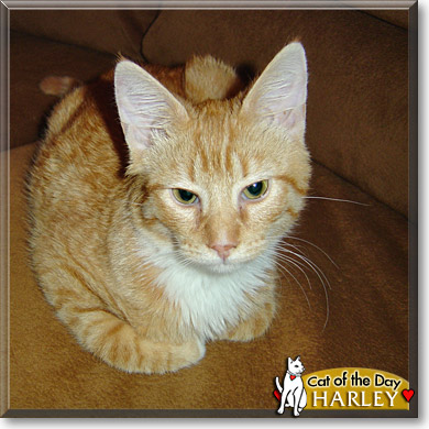 Harley, the Cat of the Day