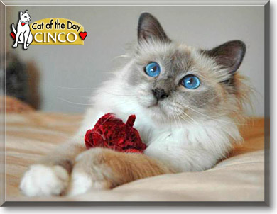 Cinco de Mayo, the Cat of the Day