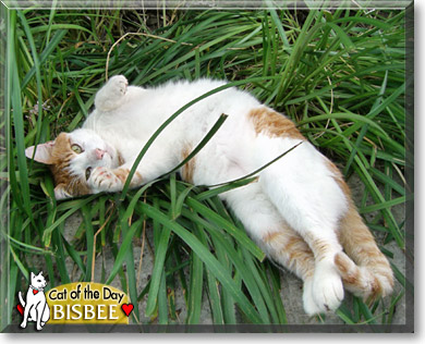 Bisbee, the Cat of the Day