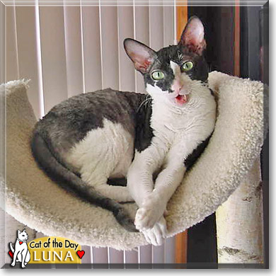 Luna, the Cat of the Day