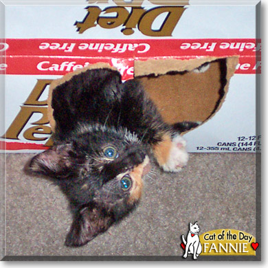 Fannie, the Cat of the Day