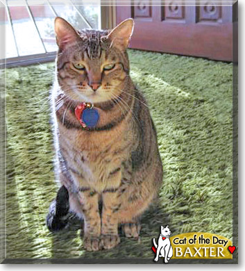 Baxter, the Cat of the Day
