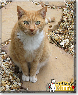 Kitty, the Cat of the Day