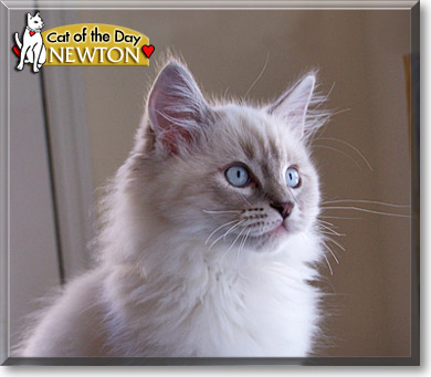 Newton, the Cat of the Day