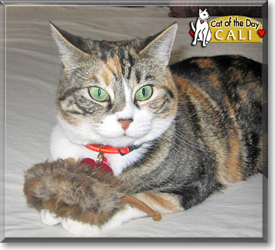 Cali, the Cat of the Day