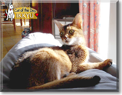 Ikkyu, the Cat of the Day