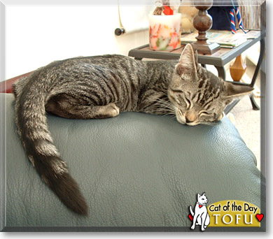 Tofu, the Cat of the Day