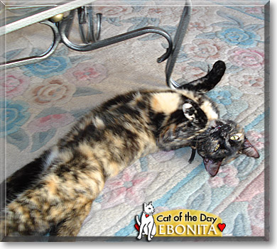 Ebonita, the Cat of the Day