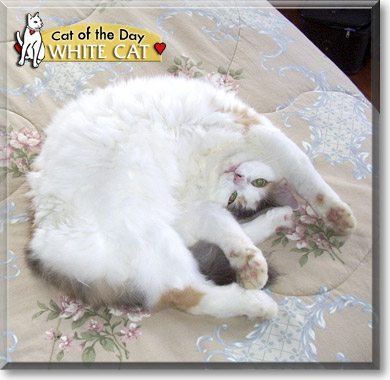 White Cat, the Cat of the Day