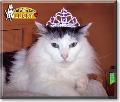 Lucky, the Cat of the Day