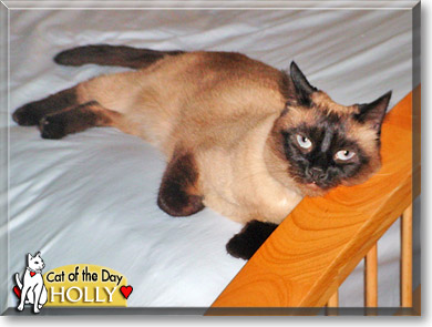 Holly, the Cat of the Day