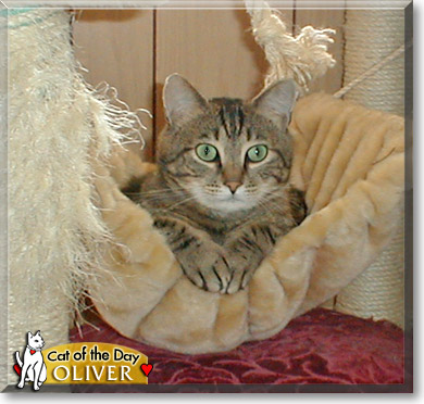 Oliver, the Cat of the Day