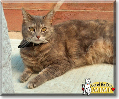 Mimi, the Cat of the Day