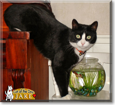 Jake, the Cat of the Day
