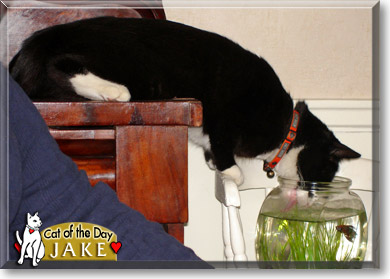 Jake, the Cat of the Day