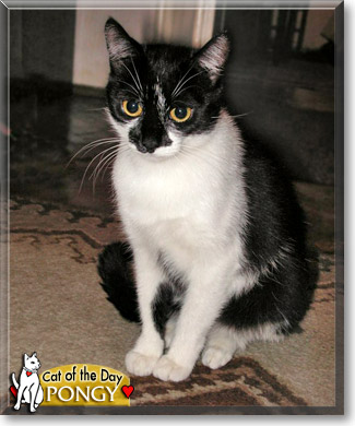 Pongy, the Cat of the Day