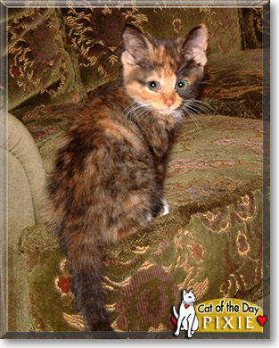 Pixie, the Cat of the Day
