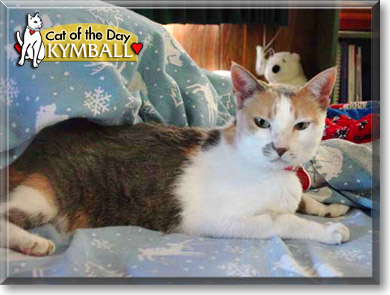 Kymball, the Cat of the Day