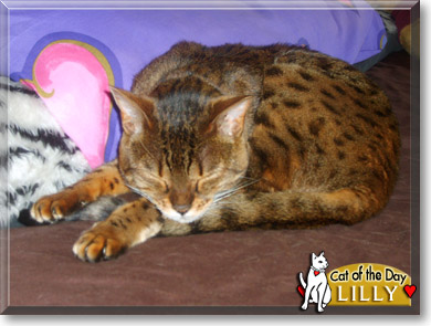Lilly, the Cat of the Day