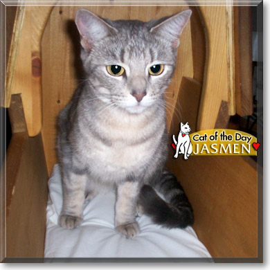 Jasmen, the Cat of the Day