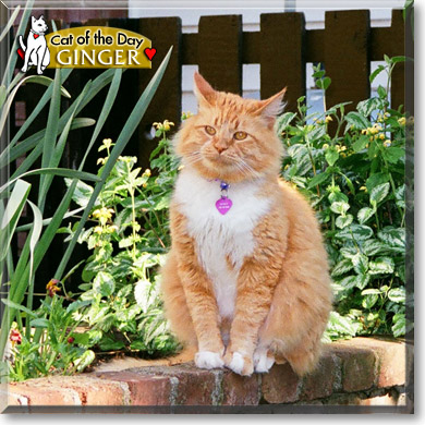 Ginger, the Cat of the Day