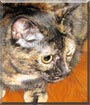 Callie