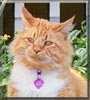 Ginger