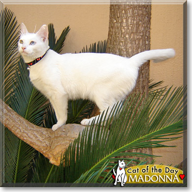 Madonna, the Cat of the Day