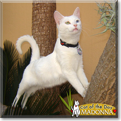 Madonna, the Cat of the Day