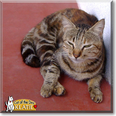 Keatie, the Cat of the Day