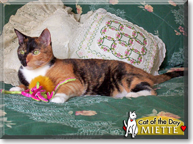 Miette, the Cat of the Day