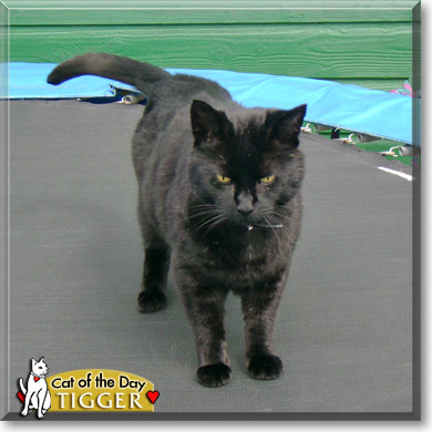 Tigger, the Cat of the Day