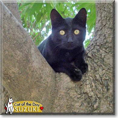 Suzuki, the Cat of the Day